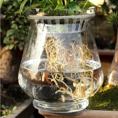 水培玻璃瓶花盆透明玻璃花瓶大 风信子绿萝花瓶花盆插花瓶大号
