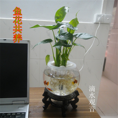 办公室绿植 盆栽植物 滴水观音 鱼花共养 花卉盆栽 迷你水培小型