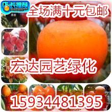 日本脆甜柿子树苗嫁接果树苗批发庭院盆栽植物南北方种植当年结果