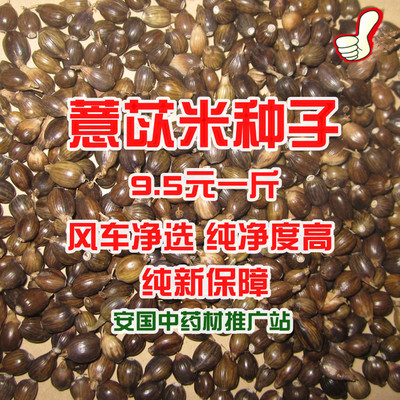 【特价】批发纯新中药材薏米种子药食双用薏苡仁小粒红衣薏米籽
