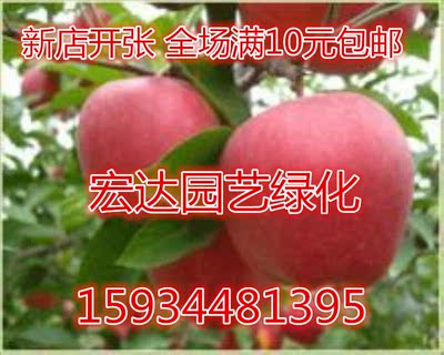 新疆阿克苏水晶苹果树树苗批发果树苗盆栽盆景包邮植物庭院种植