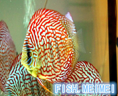 正品 鱼美美七彩神仙鱼  活体热带 观赏鱼苗 珍珠松石 2到3公分