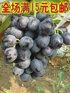 出售南方种植葡萄树苗奥迪亚无核葡萄树苗 抗病，极丰产当年结果