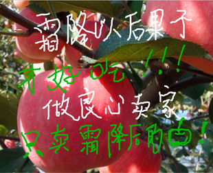 山东烟台苹果4斤特价栖霞红富士新鲜有机孕妇宝宝喜欢的水果包邮