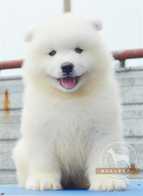 专业养殖场出售纯种萨摩耶幼犬/萨摩耶纯种/赛级萨摩耶A9