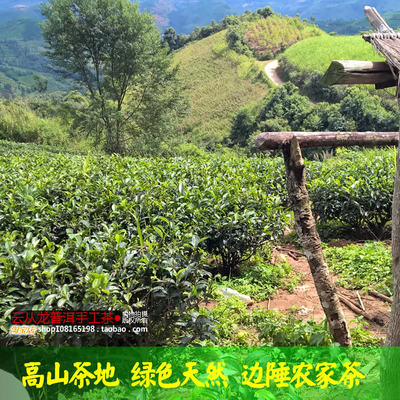 云南农家普洱散茶生茶501克特价28元包邮新茶现采现卖自产散料茶