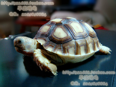 苏卡达乌龟 宠物龟活体 体素食龟 水龟 观赏龟 吃菜龟 招财龟