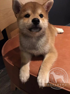 纯种日本柴犬幼犬 出售 日系柴犬宠物狗狗 支持支付宝 北京可送货
