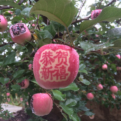 新鲜水果苹果长字有机红富士特产农产品9只装全国包邮现摘现发