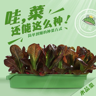 哇菜蔬菜种植盒紫叶生菜无土种植盒箱盆无土栽培盒箱盆含种子肥料