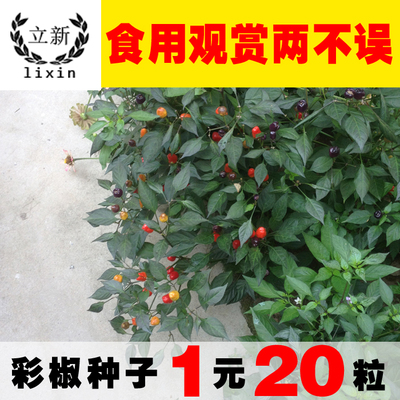 观赏彩色辣椒种子庭院阳台盆栽彩椒种子可食用超级辣1元20粒