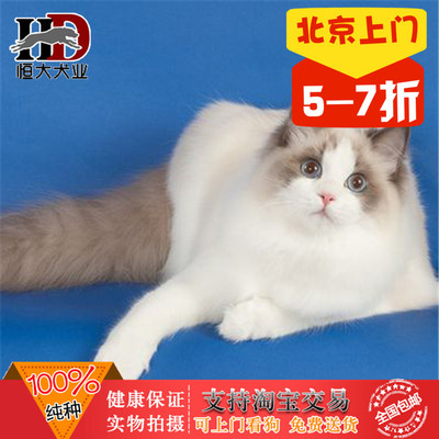海豹布偶猫幼猫宠物猫咪北京出售加菲猫活体美短虎斑猫美国缅因猫
