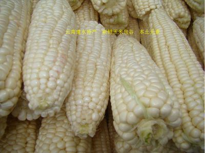 特价真空包装新鲜糯玉米包谷500g云南建水土特产生鲜农家常菜