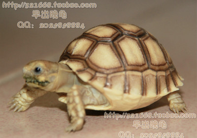 苏卡达 乌龟 宠物龟活体 陆龟活体 素食龟 水龟 观赏龟 吃菜龟苗