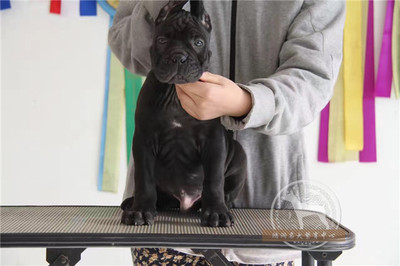 卡斯罗犬纯种卡斯罗幼犬出售 赛级活体宠物狗 双血统大型犬包邮