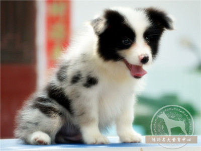 北京出售边境牧羊犬 纯种边牧幼犬 陨石边牧都有欢迎上门选健康H1