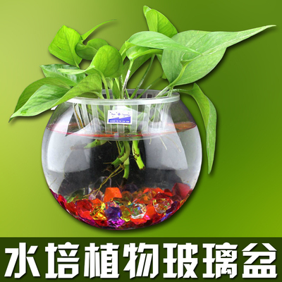水培植物玻璃盆  花卉多肉植物玻璃器皿 圆形鱼缸风信子花盆花瓶
