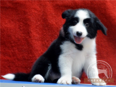 北京出售边境牧羊犬 纯种边牧幼犬 边境狗狗都有欢迎上门选健康H5