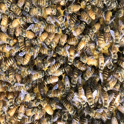 中蜂双色王 蜜蜂蜂王 优质中蜂王 土蜂王 蜂王种王