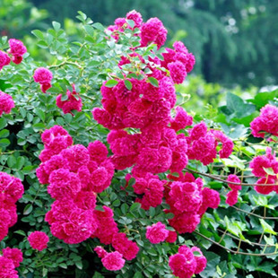 多花蔷薇花苗5年 爬藤植物花卉绿植盆栽庭院阳台攀援四季开花玫瑰