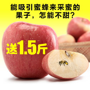 泾川新鲜富士苹果平安果红富士苹果纯天然有机苹果一盒批发80#