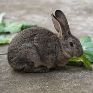 包邮正宗农家散养食青菜土兔子食用肉兔家兔活兔现杀新鲜兔肉