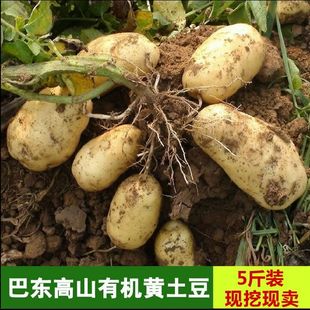 包邮2015年新土豆5斤恩施巴东高山黄土豆农家老品种农家高山特产