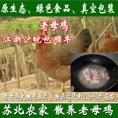 正宗村淘苏北农家散养2年老母鸡土鸡苏北草鸡活鸡现杀月子鸡包邮