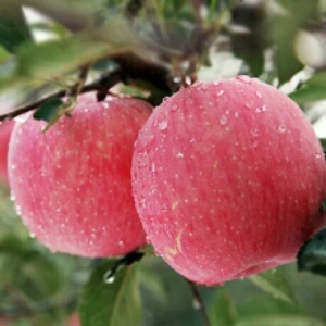 20斤装包邮 山东特产沂源红新鲜纯天然有机生态水果红富士苹果