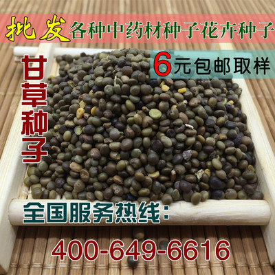中药材中草药批发2015年新产甘草种子新疆红皮甘草种子100/斤包邮