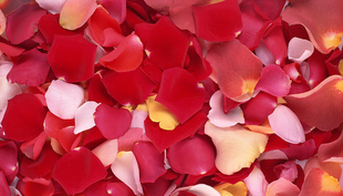 鲜花花瓣表白求婚上海深圳鲜花红色粉白表白礼物玫瑰花瓣