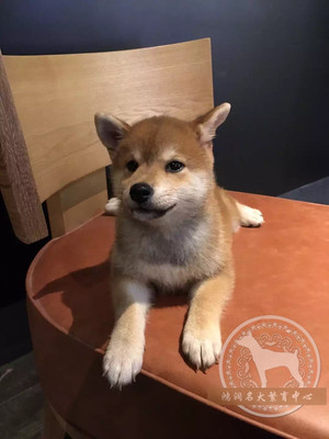 纯种日本柴犬幼犬 出售 日系柴犬宠物狗狗 支持支付宝 北京送货Q2