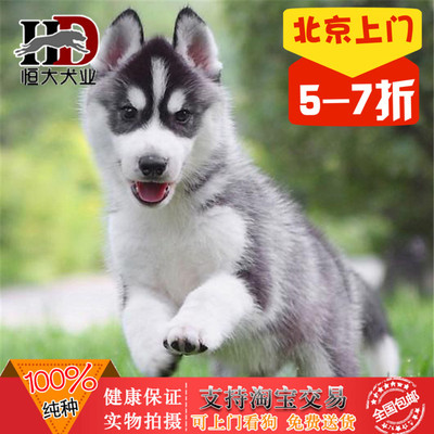 出售纯种西伯利亚雪橇犬中型宠物狗哈士奇纯种幼犬幼犬小狗狗