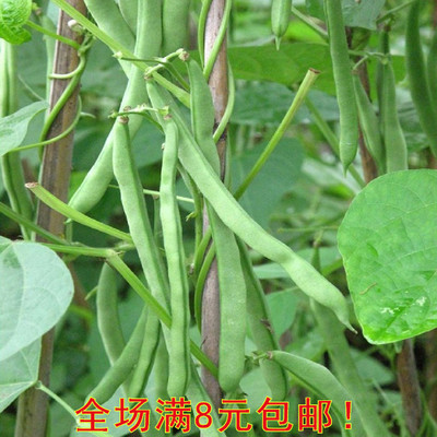高产四季豆种子 搭架芸豆 刀豆菜籽 批发阳台庭院种植30粒 500克
