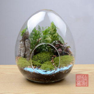 蛋形微景观生态瓶 苔藓瓶 多肉植物花瓶【城堡玻璃瓶】