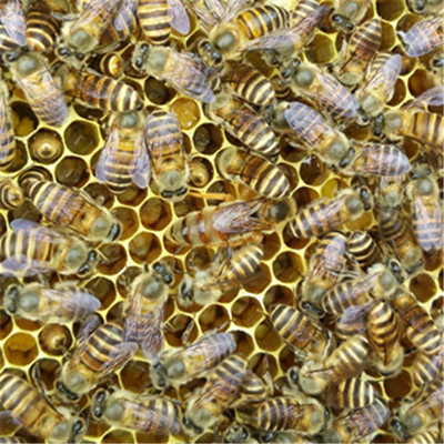 活体中华蜜蜂 笼蜂 中蜂蜂群 中蜂蜂王种王 蜂群 双色王蜂群