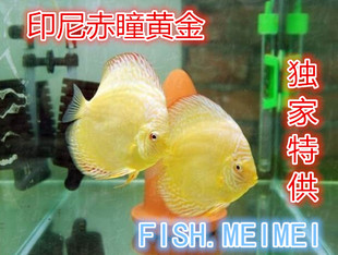 鱼美美七彩神仙鱼 热带 观赏鱼苗 活体 白化赤瞳黄金 2到3公分热