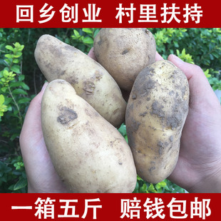 云南新鲜农家自种土豆 马铃薯 洋芋 现挖红皮黄心土豆非转基因5斤