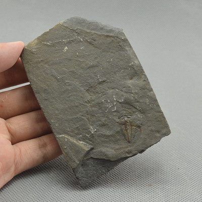 湘西 天然 莱德利基三叶虫Trilobite莱氏虫化石 地质科普教学标本