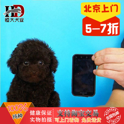 贵宾泰迪犬韩系纯种狗狗健康身体 健康纯种幼犬宠物狗出售包邮