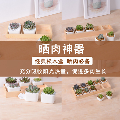 【吴氏陶业】防腐实木花盆3格5格6格10格木盒组合白瓷日式收纳盒