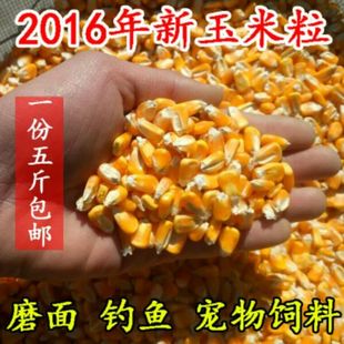 2016新产农家自产散装有机玉米粒打豆浆杂粮鸡鸭鸽兔饲料