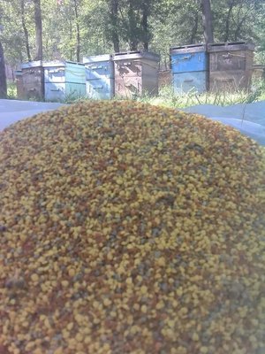 农家蜂场自产甘肃蚕豆杂花粉百花喂蜂制药蛋白饲料十斤以上包邮
