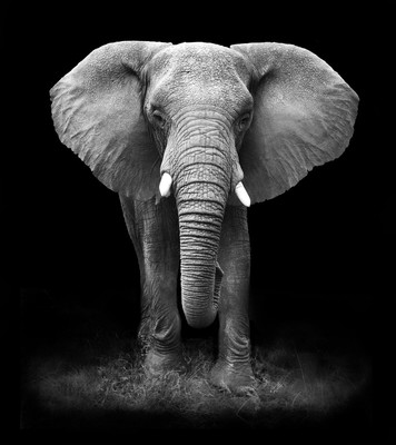 黑白大象经典动物摄影简约北欧创意客厅玄关卧室挂画装饰画无框画
