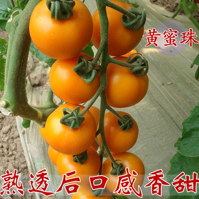 易种黄蜜珠/粉蜜珠樱桃番茄种子非转基因口感好家庭种植