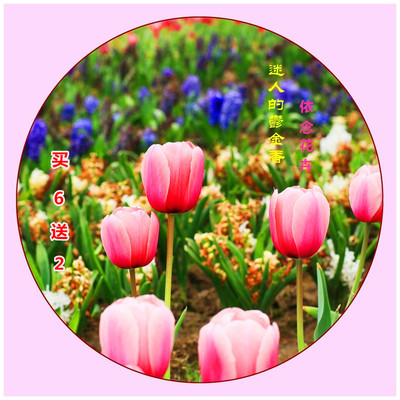 特价荷兰进口郁金香种球盆栽室内花卉庭院办公室包发芽包成色开花