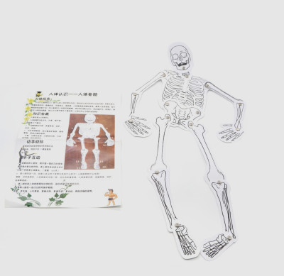 科学器材自制人体骨骼模型拼装  科技小制作手工发明生物实验材料