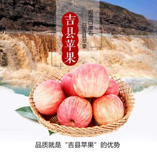【老8果园】山西吉县8斤红富士苹果壶口苹果新鲜水果赛烟台苹果