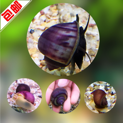 包邮紫纹螺紫衣裸紫螺神秘螺观赏螺活体吃藻类青苔1.5-2cm淡水螺
