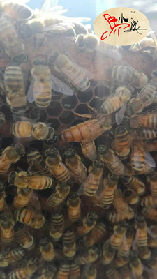 蜜蜂意蜂蜂王产卵王生产王浆蜜高产王88元包邮量大优惠买三送一
